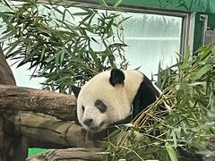 -宠物星动物医院·眼科·异宠·猫科(江南大道总院)