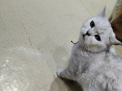 -藏猫猫咖啡主题馆(中央大道店)