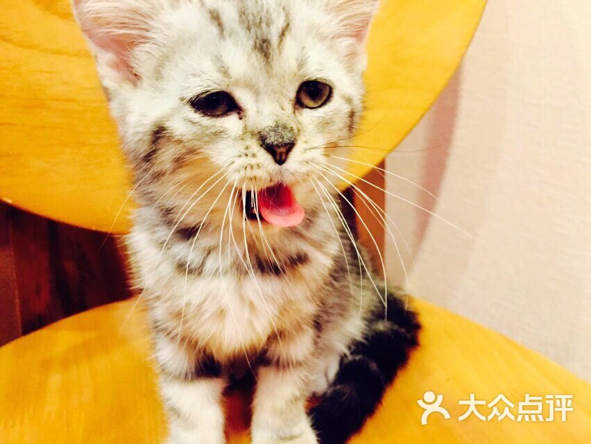 angelacat猫咪主题咖啡馆