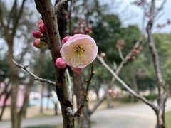 -无锡梅园公园