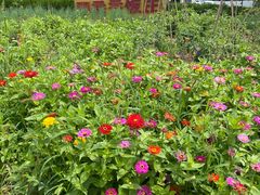 -北京龙庆四季香农家饭庄·灶台鱼·碳烤虹鳟鱼(龙庆峡店)