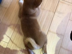 -喜柴咖啡·柴犬狗咖