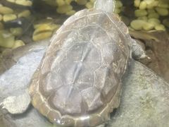 -上海海洋水族馆