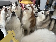 -星多哈·狗咖·拼豆·咖啡