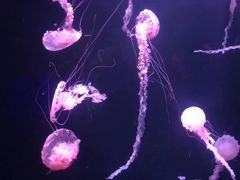 -亚特兰蒂斯水世界冒险乐园