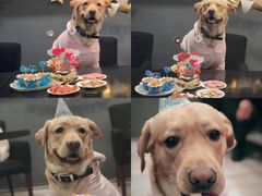 狗子的专属披萨-百好乐宠物友好餐厅(朝外大街店)