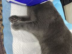 -pd派德宠物中心医院24H急重症·眼科中心·血液透析中心(嵩山北路店)