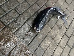 -全乐鱼馆·淳牌有机鱼直营店