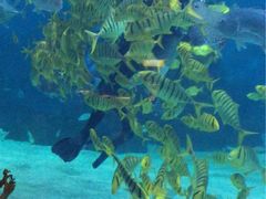 金鹰海洋世界-常州海昌海洋探索馆