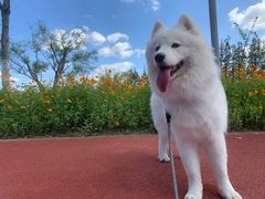 -翊宠yipet猫狗购宠庄园犬舍•猫舍