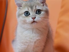 -lincat·猫舍(广州店)