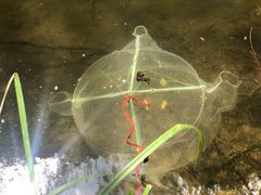 -碓臼峪自然风景区