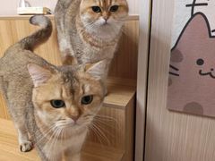 -唐小姐の私宠·宠物洗护美容·撸猫馆·购宠(周浦万达旗舰店)