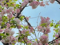 -高东镇樱花园