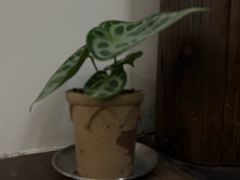 -竹子咖啡bamboo coffee