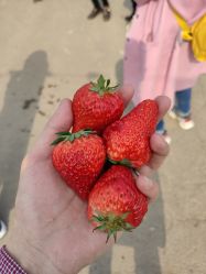 点击看大图 -蓝呗呗蓝莓草莓采摘园(通州区马驹桥店)