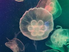 -成都浩海立方海洋公园