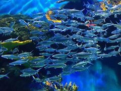 -华夏文旅海洋公园