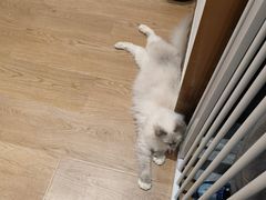 -1013 PET SHOP精品宠物商店(丁香店)
