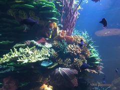 -迪拜帆船酒店海底餐厅