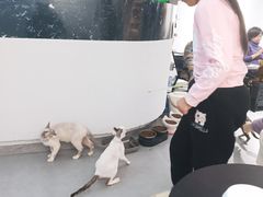-琪喵猫屋·撸猫猫咖·猫舍