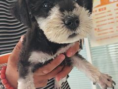 -瑞派福兴宠物医院犬猫全科·骨科·中西医结合(河东店)