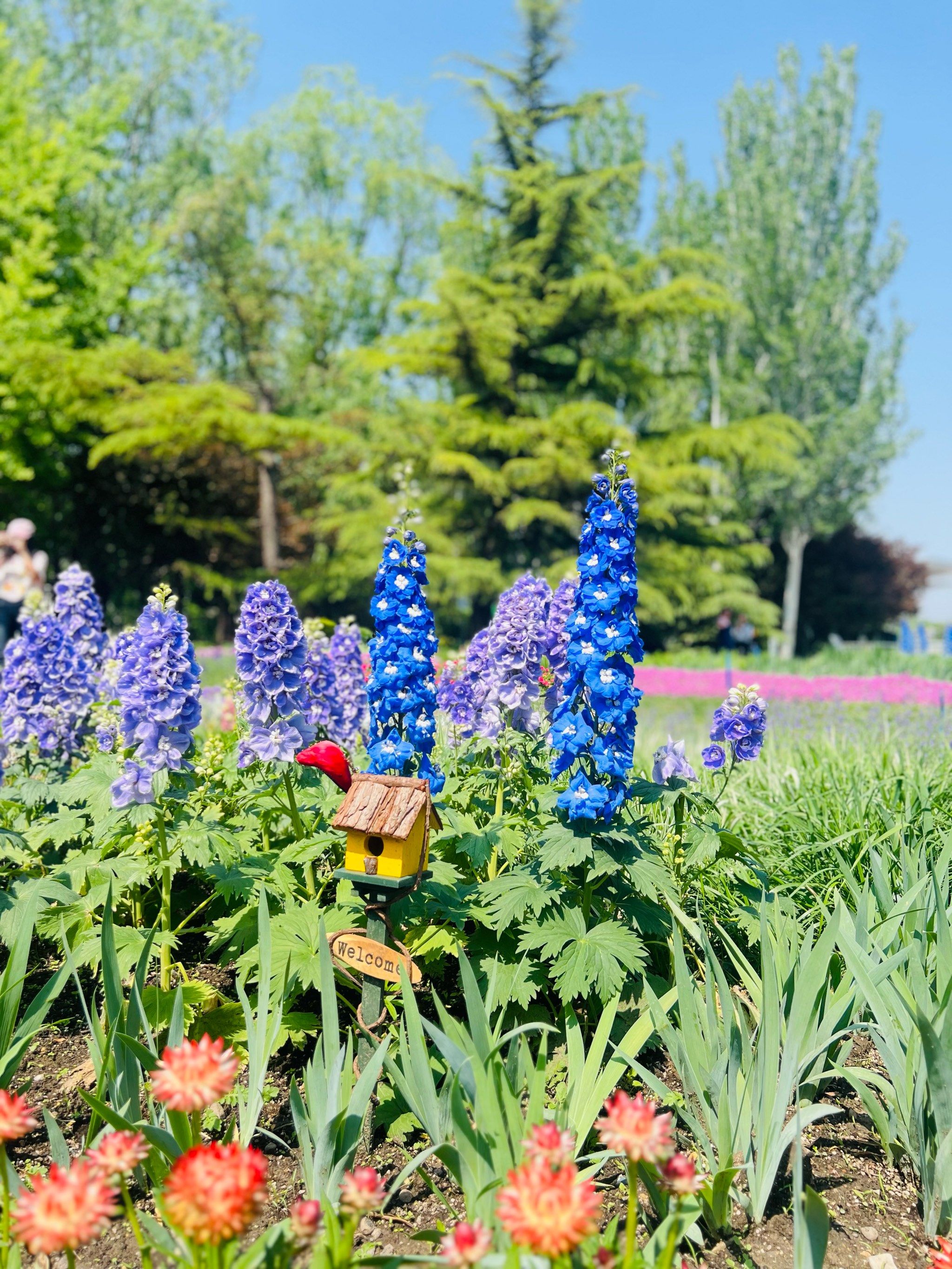 淀园花谷,拍不够的美