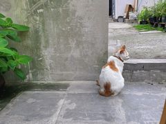 -猫的天空之城概念书店(苏州平江店)