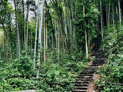 -龙坞茶村