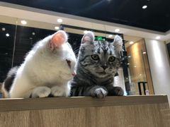 -藏猫猫咖啡主题馆(中央大道店)