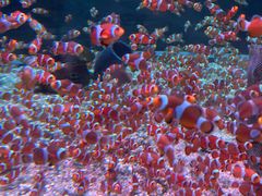-海合安成都极地海洋公园