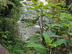 -中国大熊猫保护研究中心雅安碧峰峡基地