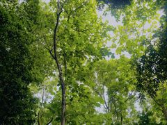 -南宁良凤江国家森林公园