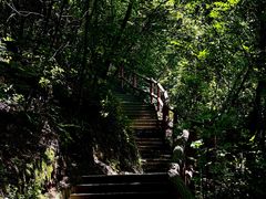 -铁山坪森林公园