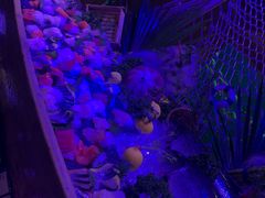 -海棠湾洲际-涛·海底餐厅·美人鱼·自助餐·海底隧道