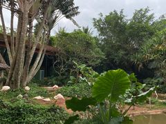 -海南热带野生动植物园