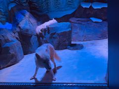 -上海海昌海洋公园-冰山北极馆