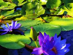 -国家植物园南园