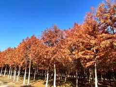 -合肥滨湖国家森林公园