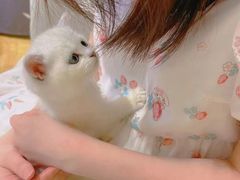 -屋虎猫馆(宝安大仟里店)