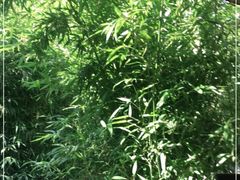 -草根堂农场
