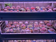 -琥珀老六龙虾(四里河店)