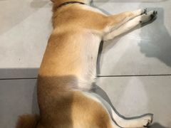 -柴务处·柴犬主题狗咖