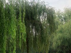 -金陵中学(河西分校)