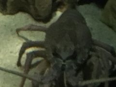-悉尼海洋生物水族馆