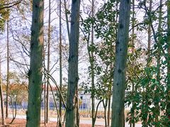 -上海长兴岛郊野公园
