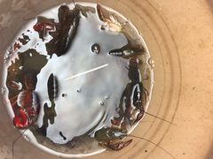 -同銮特种养殖场·龙虾垂钓