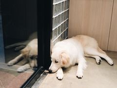 -尤加利咖啡馆