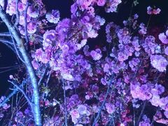 -天适樱花悠乐园