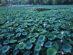 -长春市南湖公园